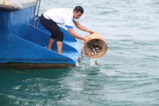 Millions of baby crabs were released to the sea in Phu Quoc